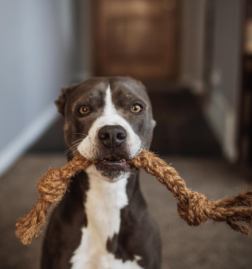 Coco Tug Chew Rope for Dogs – Eco-Friendly Coconut Husk & Rope Toy